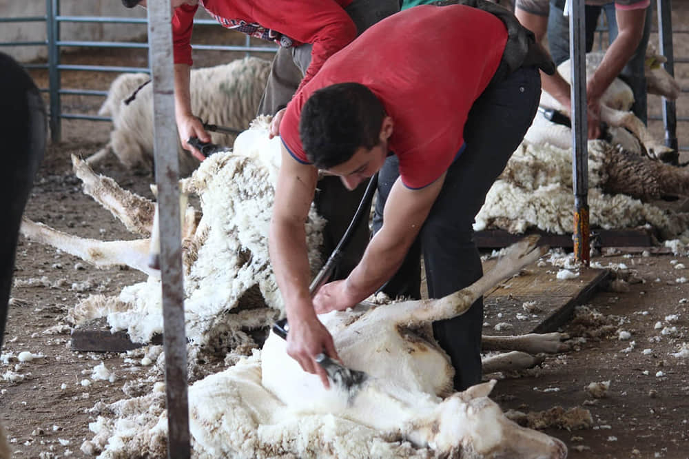 how much per sheep to shear in Australia