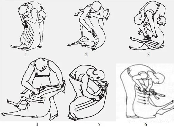 What Time of Year Do Sheep Get Sheared in Australia What Time of Year Do Sheep Get Sheared in Australia