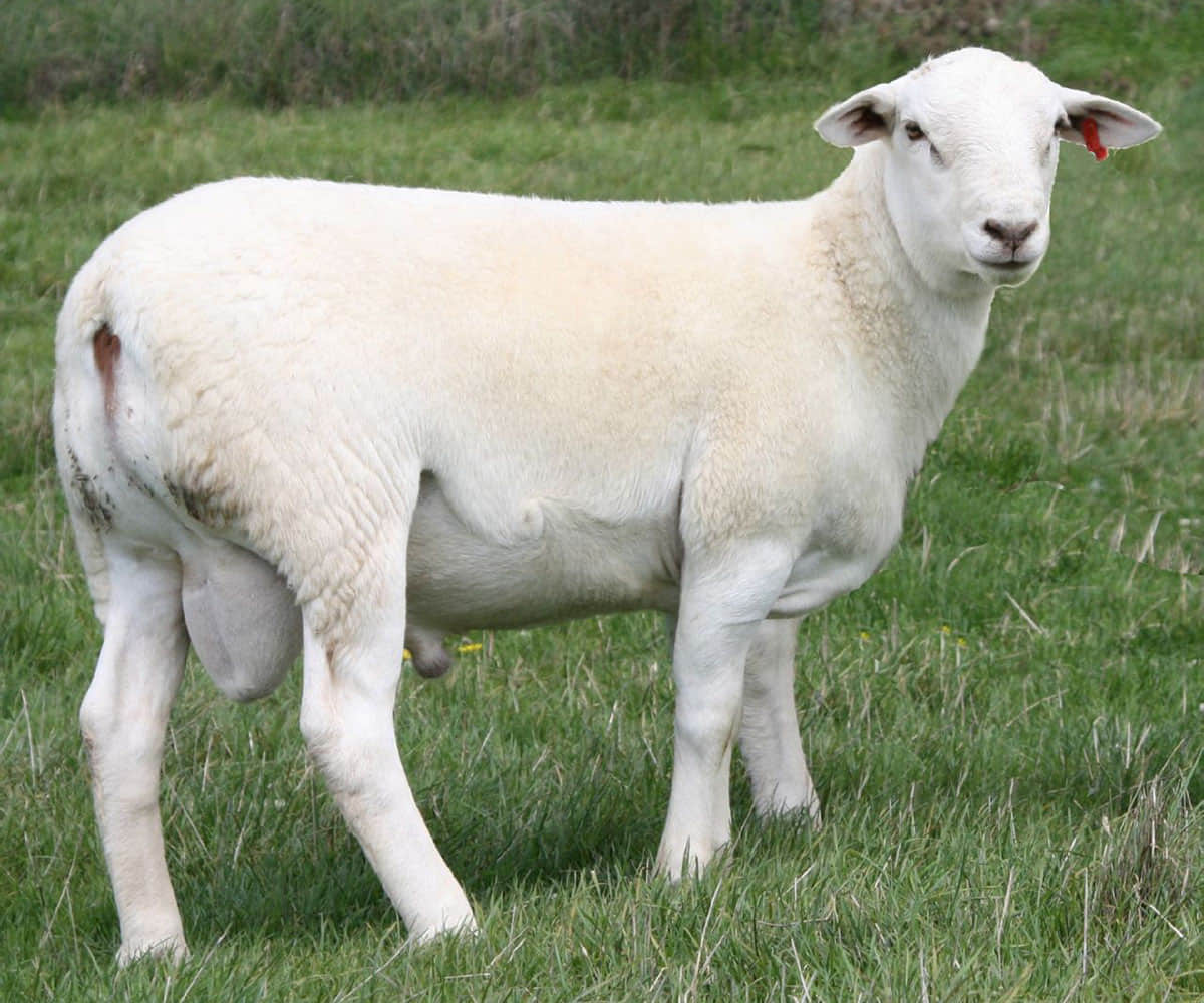 Do Australian White Sheep Need Shearing