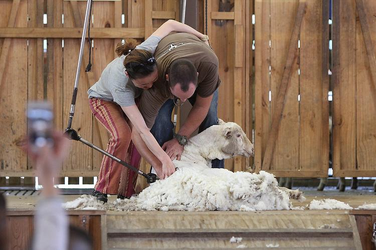 Do Sheep Get Cold After Shearing?