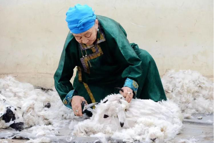 Do Sheep Get Cold After Shearing?